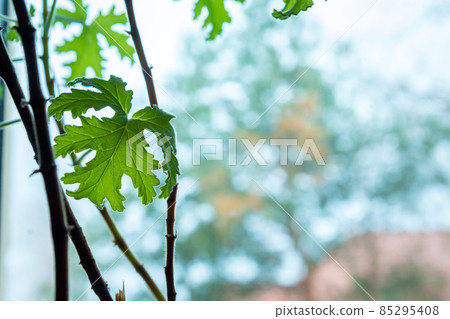 Pelargonium graveolens leaves and stems in window and bokeh background 85295408