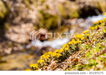 Adonis ramosa that heralds spring [Nagano Prefecture] 85295575