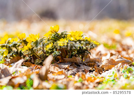 預示春天的阿多尼斯拉莫薩[長野縣] 85295578