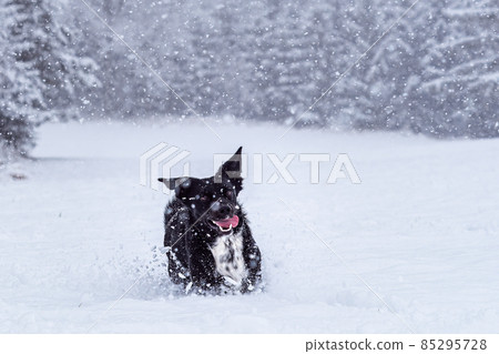 Active black dog running and playing in deep snow. Winter walks with pets. Active black dog running and playing in deep snow. Winter walks with pets. 85295728