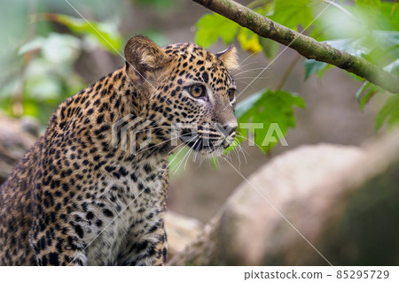 Sri Lankan leopard cub, Panthera pardus kotiya Sri Lankan leopard cub, Panthera pardus kotiya 85295729