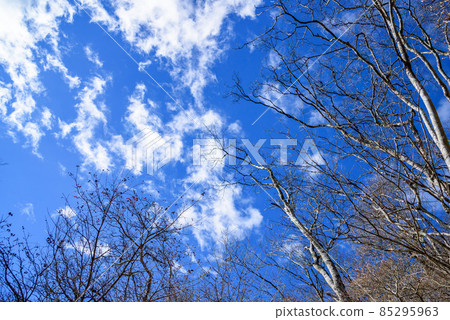 Clear sky and dead trees / winter scenery Clear sky and dead trees / winter scenery 85295963