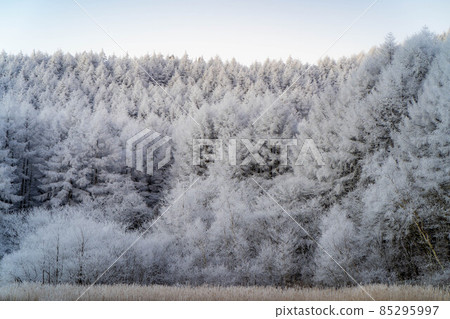 Rime on the Hijiri Highlands [Nagano Prefecture] 85295997