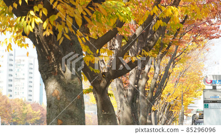 Autumn maple trees on the roadside Autumn maple trees on the roadside 85296096