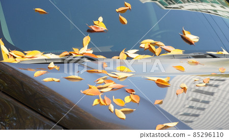 車上的秋葉 85296110