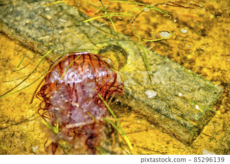 [Kanagawa] Yokosuka Red jellyfish around Umikaze Park 85296139