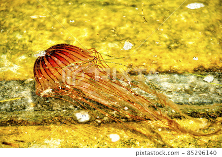 [Kanagawa] Yokosuka Red jellyfish around Umikaze Park 85296140