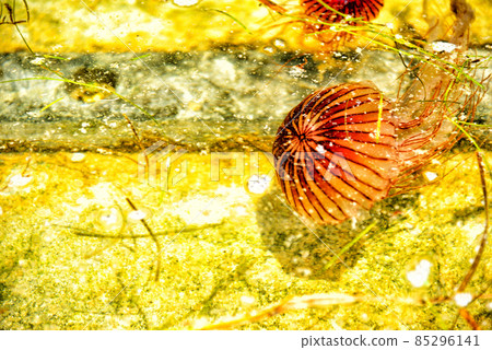 [神奈川] 海風公園周邊的橫須賀紅水母 85296141