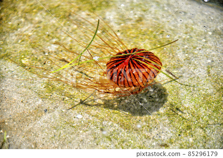 [神奈川] 海風公園周邊的橫須賀紅水母 85296179