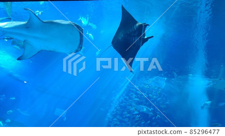 Manta ray and whale shark 85296477