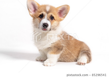 Pembroke Welsh Corgi puppy sitting in front. isolated on white b Pembroke Welsh Corgi puppy sitting in front. isolated on white b 85296541