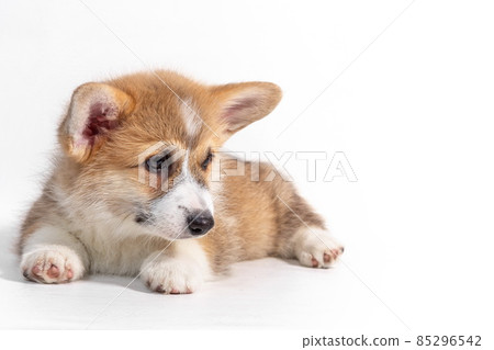 Charming sad puppy Welsh Corgi Pembroke lies and looks at the ca Charming sad puppy Welsh Corgi Pembroke lies and looks at the ca 85296542
