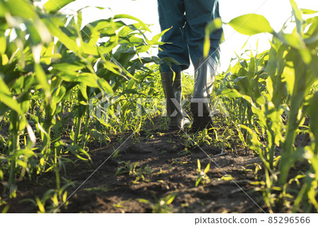 Low angle view at farmer feet in rubber boots walking along maize stalks 85296566