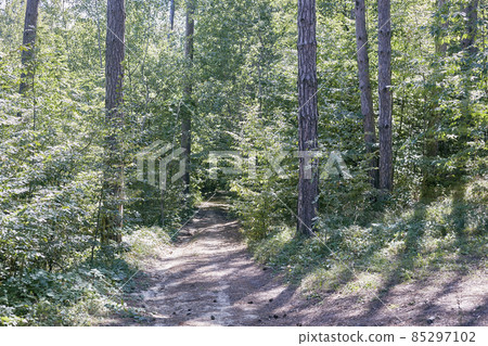 Path in a pine forest, pine cones on the path Path in a pine forest, pine cones on the path 85297102