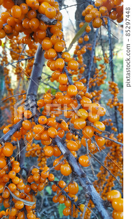 Sea-buckthorn branch with bright ripe berries Sea-buckthorn branch with bright ripe berries 85297448