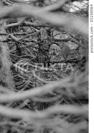 Small forest Small forest 85298064