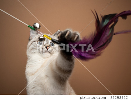 cute young cat playing with feather toy cute young cat playing with feather toy 85298522