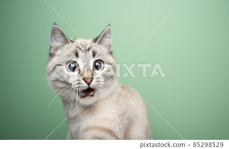 funny cat looking shocked with mouth open 85298529