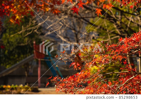 秋天的公園 秋天的公園 85298653