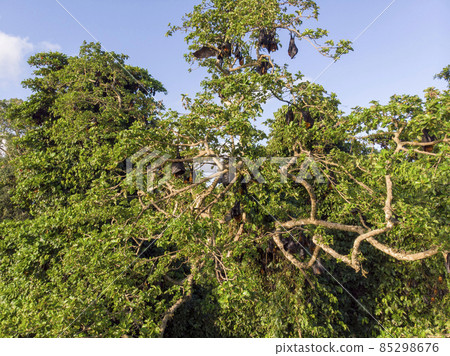 Colony of flying fox Pteropus lylei on Pemba island at Zanzibar Archipelago, Tanzania Colony of flying fox Pteropus lylei on Pemba island at Zanzibar Archipelago, Tanzania 85298676
