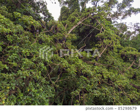 Colony of flying fox Pteropus lylei on Pemba island at Zanzibar Archipelago, Tanzania 85298679
