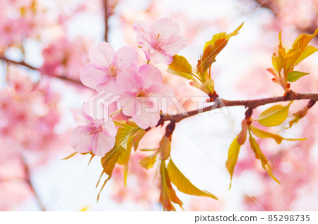 櫻花 85298735