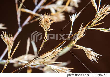 枯萎的竹花 85298740