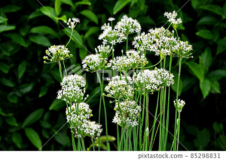 Nira Flower Nira Flower 85298831