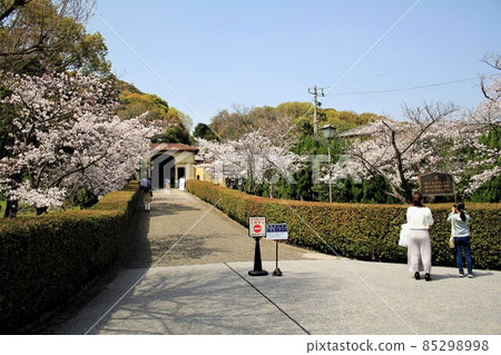 Kobe College and Sakura Kobe College and Sakura 85298998