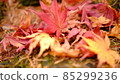 Colored maple 85299236