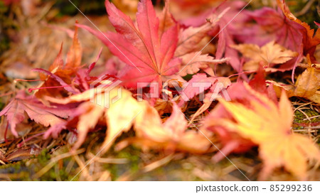 Colored maple 85299236