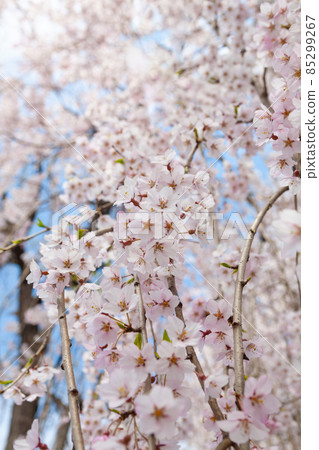 櫻花 櫻花 85299267