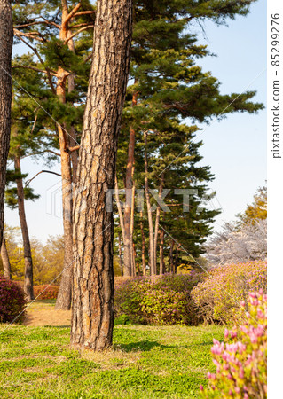 首爾汝矣島公園的松樹 首爾汝矣島公園的松樹 85299276