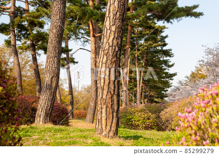 首爾汝矣島公園的松樹 首爾汝矣島公園的松樹 85299279