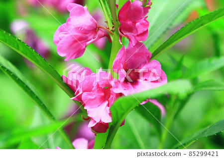 Impatiens balsa, balsam grass, balsam grass, impatiens balsa, small peach red, impatiens balsa, dyed balsam, buttercup, impatiens balsa, sea balsa, white balsam, acute child Impatiens balsa, balsam grass, balsam grass, impatiens balsa, small peach red, impatiens balsa, dyed balsam, buttercup, impatiens balsa, sea balsa, white balsam, acute child 85299421