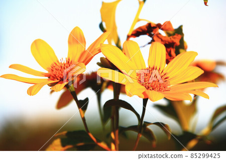 close-up of blooming Mexican Sunflowers close-up of blooming Mexican Sunflowers 85299425