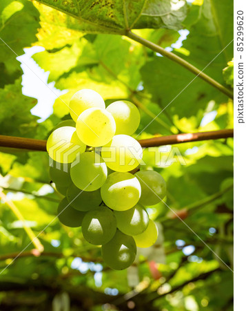 Grape vines close to harvest on a sunny day. 85299620