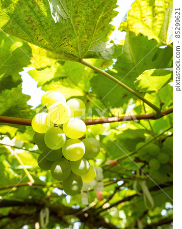 Grape vines close to harvest on a sunny day. 85299621