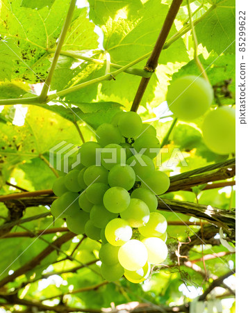 Grape vines close to harvest on a sunny day. 85299622
