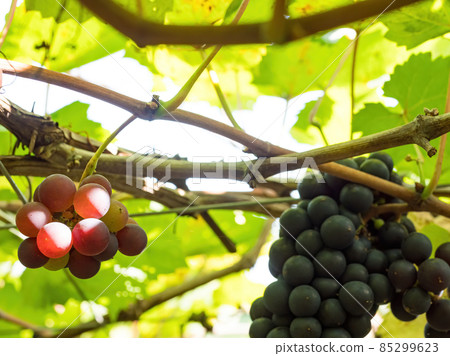 Grape vines close to harvest on a sunny day. 85299623