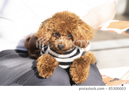 Toy poodle on the knee Toy poodle on the knee 85300003
