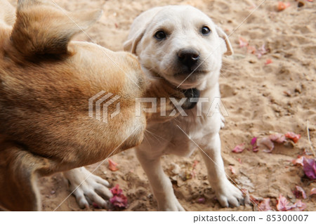 stray puppy groomed by his mother (puppy) stray puppy groomed by his mother (puppy) 85300007