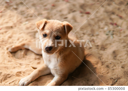 stray puppy resting on sand (puppy) stray puppy resting on sand (puppy) 85300008