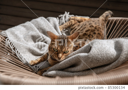 Bengal cat resting on rattan chair in the balcony 85300134