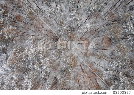 Aerial View Of Snow Covered Trees In Forest During Winter season. Aerial View Of Snow Covered Trees In Forest During Winter season. 85300553