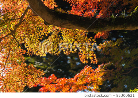 筑波山神社 秋葉 秋天 85300621