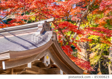 筑波山神社 秋葉 秋天 85300623