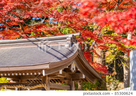 Tsukubasan Shrine Autumn Leaves Autumn 85300624