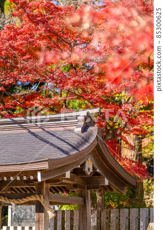筑波山神社 秋葉 秋天 筑波山神社 秋葉 秋天 85300625