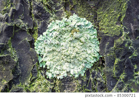 Lichen Parmelia sulcata on pine bark in the forest, close-up Lichen Parmelia sulcata on pine bark in the forest, close-up 85300721